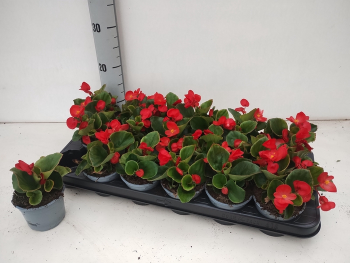 <h4>BEGO SE VOL SCARLET</h4>