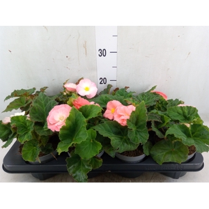 Begonia tuber. 'Fortune Pink'