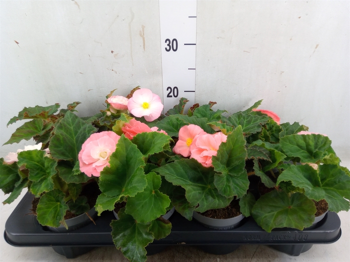 <h4>Begonia tuber. 'Fortune Pink'</h4>