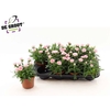 DIAN OSC PINK
