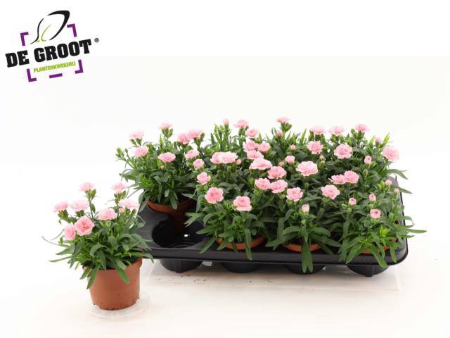 <h4>DIAN OSC PINK</h4>