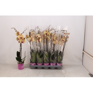 PHAL OV ORANJE