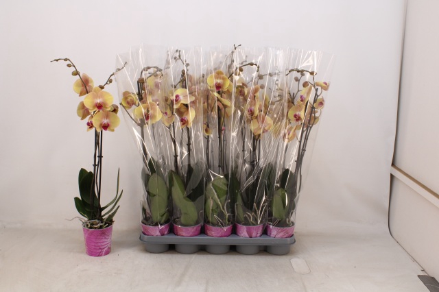 <h4>PHAL OV ORANJE</h4>