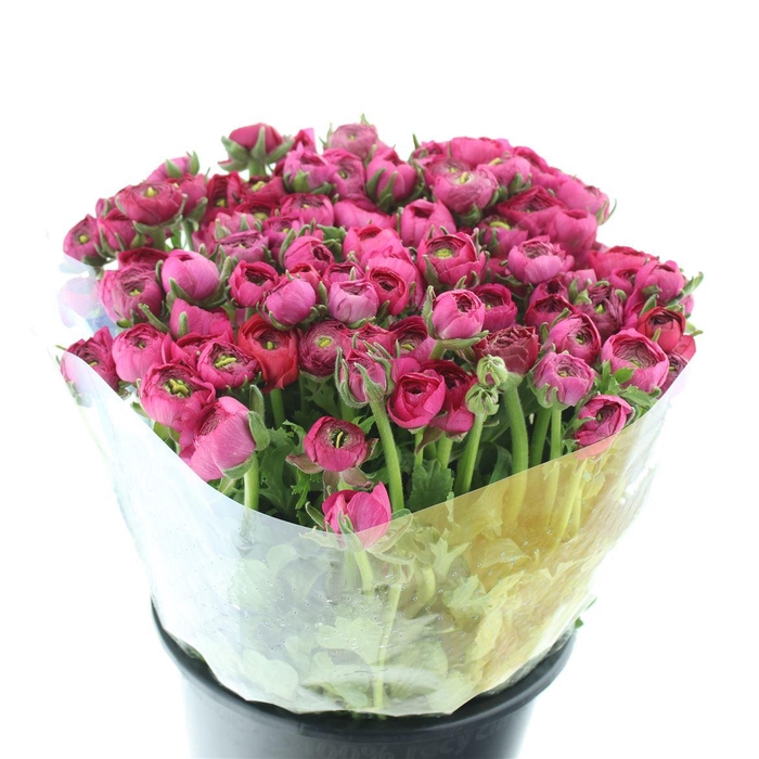 <h4>Ran El Sr Hot Pink Extra</h4>