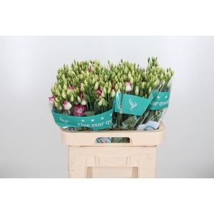 Eust Gu Rosita Pink P