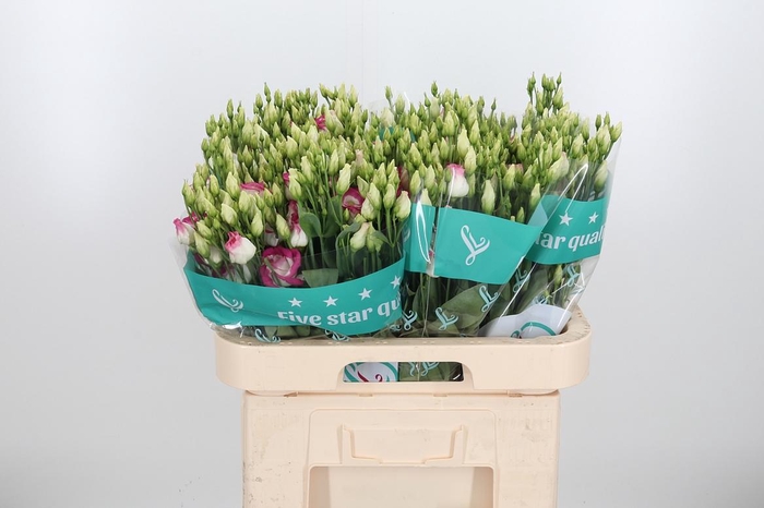 <h4>Eust Gu Rosita Pink P</h4>