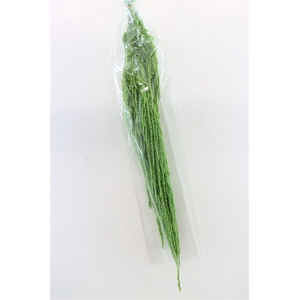 Pres Amaranthus Caud L Green Bunch