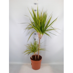 Dracaena marg. 'Sunray'