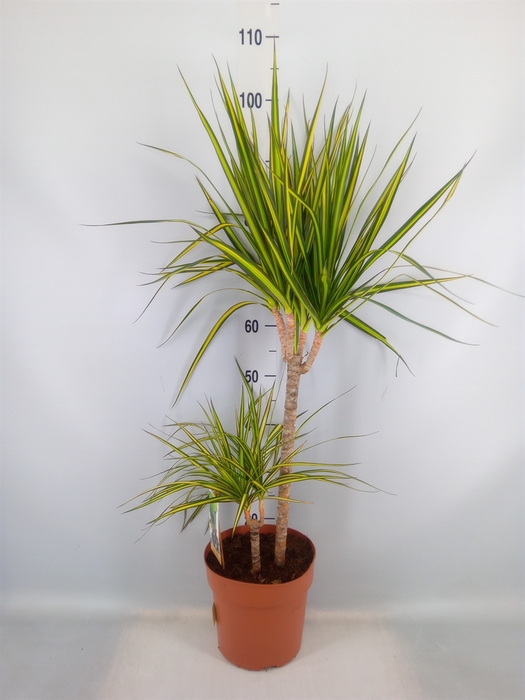 <h4>Dracaena marg. 'Sunray'</h4>