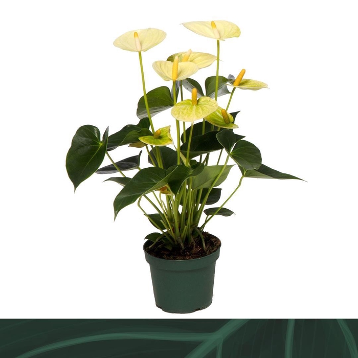 <h4>Anthurium Vanilla 12cm</h4>