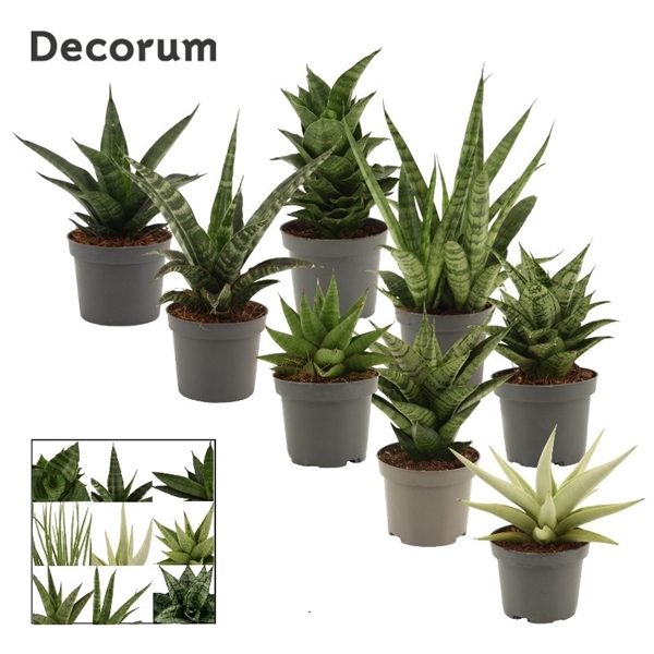 <h4>Sansevieria Luxury mix 9 cm (Decorum)</h4>