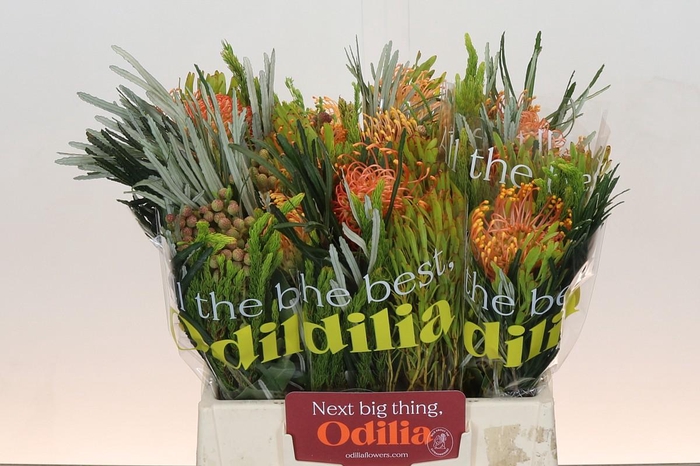 <h4>BQ Nutans Cordifolium SFB</h4>