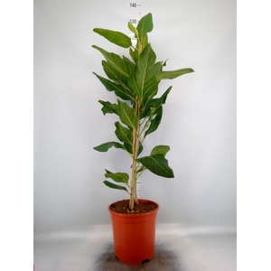 Ficus benghalensis 'Joy'