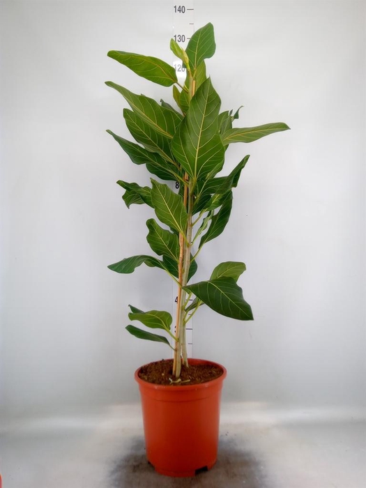 <h4>Ficus benghalensis 'Joy'</h4>