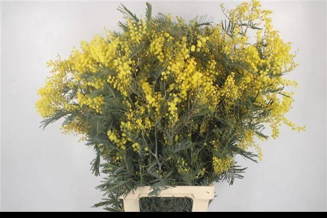 <h4>ACACIA GR BAILEYANA</h4>