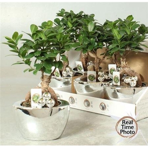 Fic Mi Ginseng Decopotten