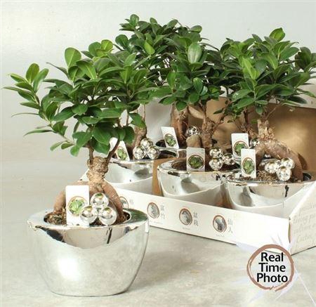 <h4>Fic Mi Ginseng Decopotten</h4>