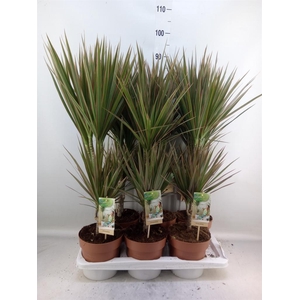 Dracaena marg. 'Bicolor'