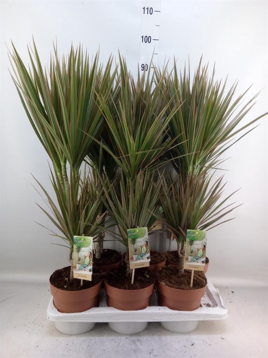 <h4>Dracaena marg. 'Bicolor'</h4>