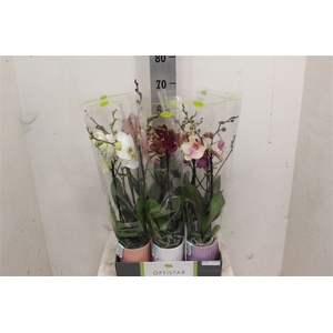 Phal Optistar Hollywood Mix 2 Spike 60 C