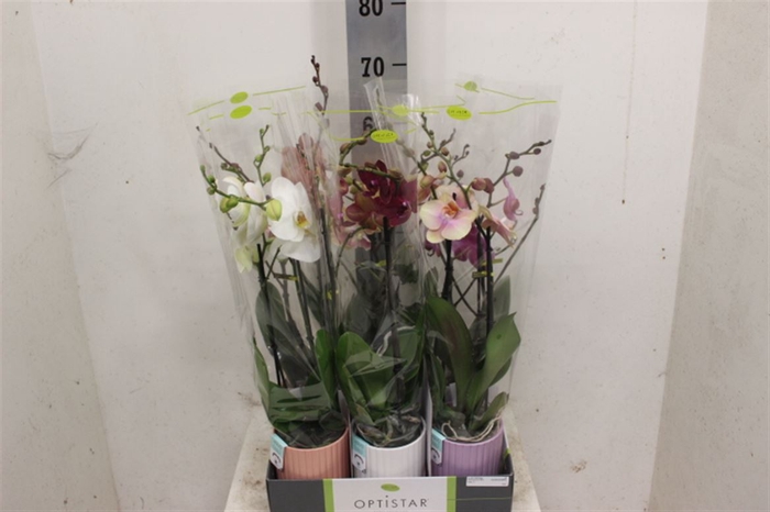 <h4>Phal Optistar Hollywood Mix 2 Spike 60 C</h4>