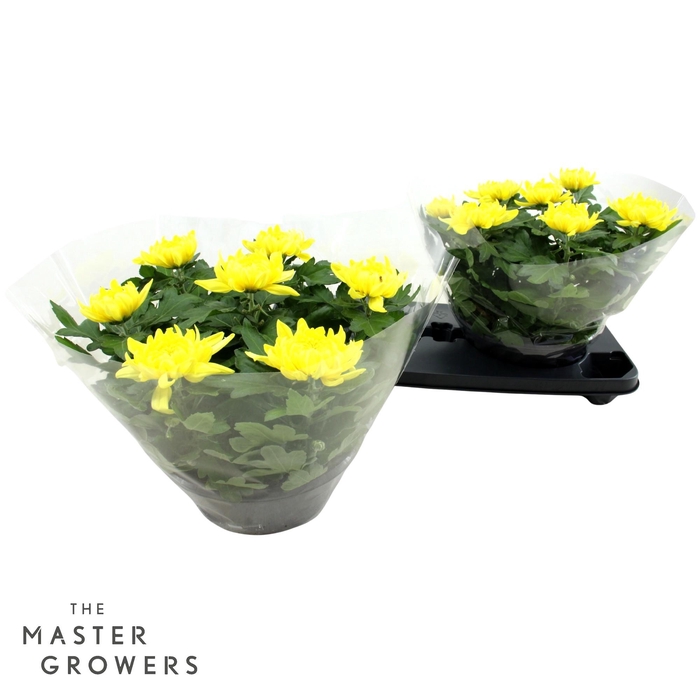 <h4>Deco Chrysant Yellow 23cm 7pp</h4>