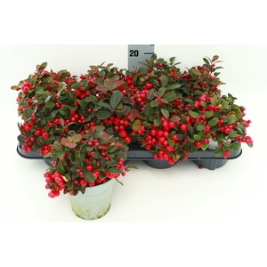 Gaulth Procumbens P13