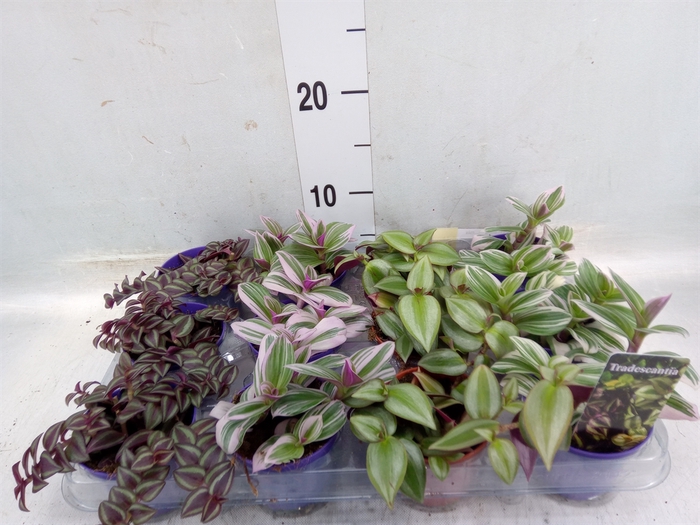 <h4>Tradescantia   ...mix</h4>