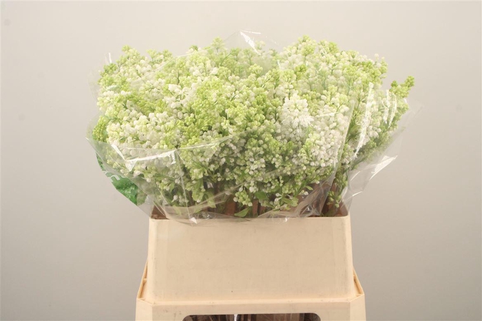 <h4>Syr Stepman White</h4>