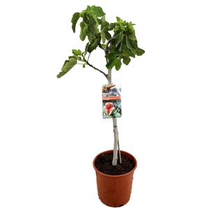 Ficus carica