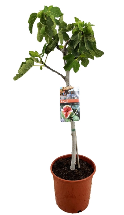 <h4>Ficus carica</h4>
