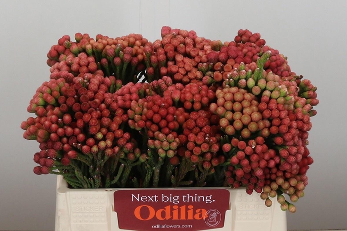 <h4>BRUN LA RED</h4>