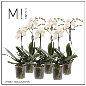 Phalaenopsis Multi White 1 spike - 12cm | Mimesis