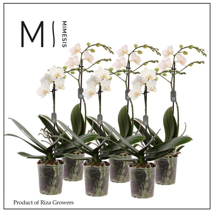 <h4>Phalaenopsis Multi White 1 spike - 12cm | Mimesis</h4>