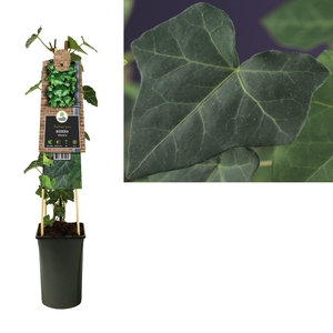 Hedera hibernica +3.0 label