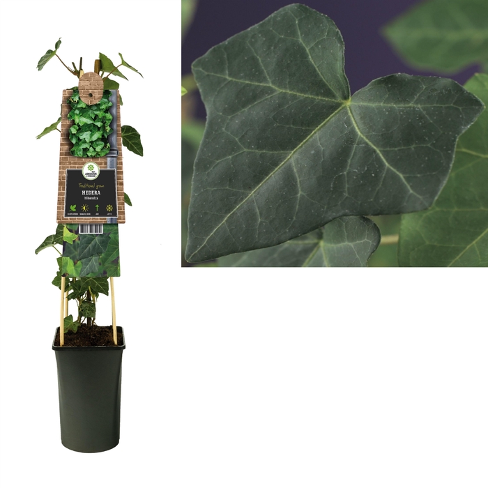 <h4>Hedera hibernica +3.0 label</h4>