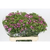 Dianthus Br Amazon Rose Magic