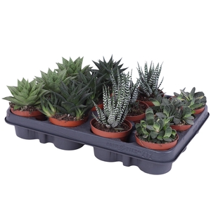 Haworthia mix 8,5 cm