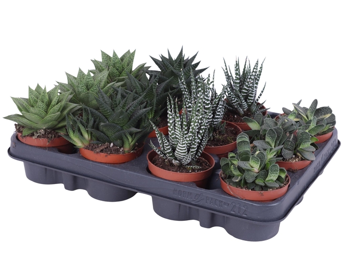 <h4>Haworthia mix 8,5 cm</h4>