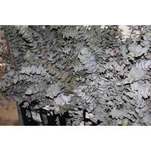 FOLHAGEM EUCAFLOR