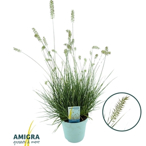 Pennisetum alopecuroides 'Litte Honey'