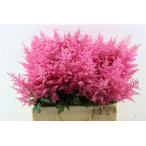 Astilbe Boogie Woogie