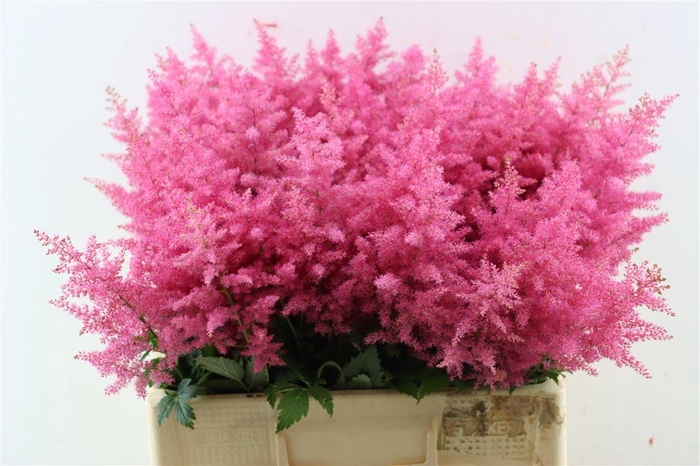 <h4>Astilbe Boogie Woogie</h4>