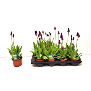 PRIM VIALII