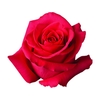 ROSA PINK FLOYD 070 CM PINK ESTUFA