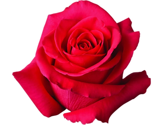 ROSA PINK FLOYD 070 CM PINK ESTUFA