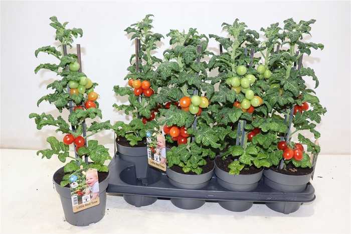 <h4>Tomatenplanten</h4>