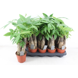 arr3 CP - Pachira Aquatica x10