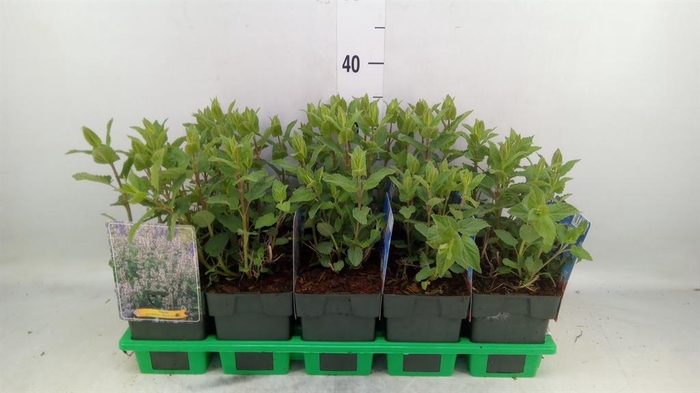 <h4>Nepeta   ...</h4>