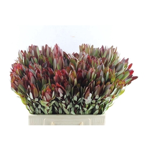 Leucad Saf Sunset Ex